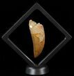 Serrated Carcharodontosaurus Tooth - Large Tooth #52470-2